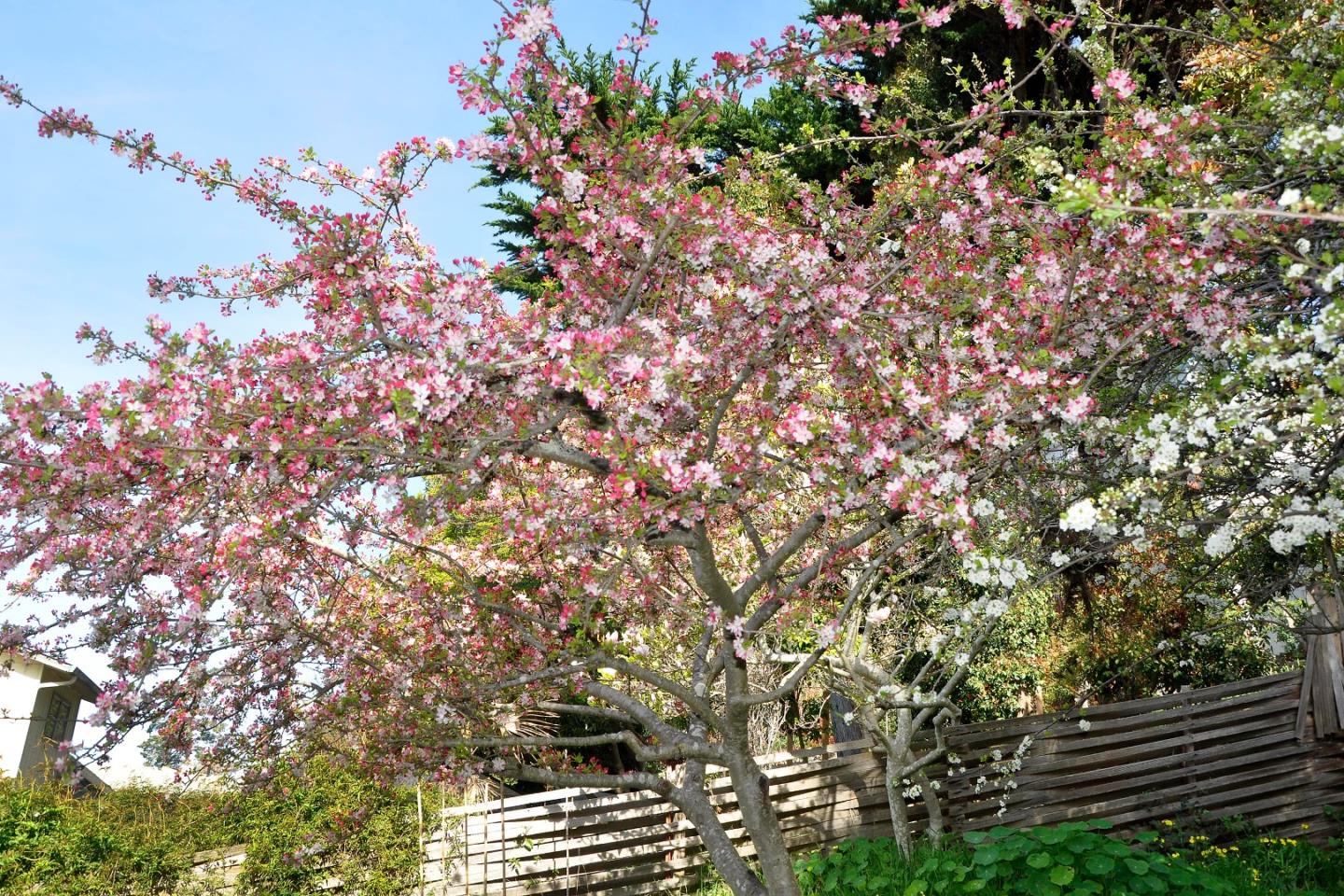 Detail Gallery Image 9 of 44 For 457 Monterey Dr, Aptos,  CA 95003 - 3 Beds | 2/1 Baths