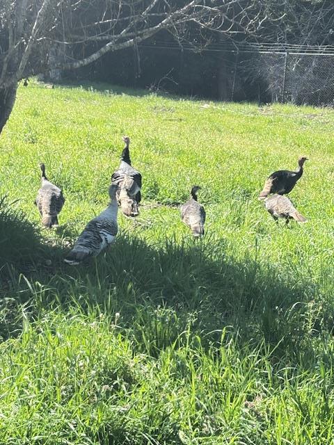 Detail Gallery Image 42 of 45 For 50 Escondido Pl, La Honda,  CA 94020 - 2 Beds | 1 Baths