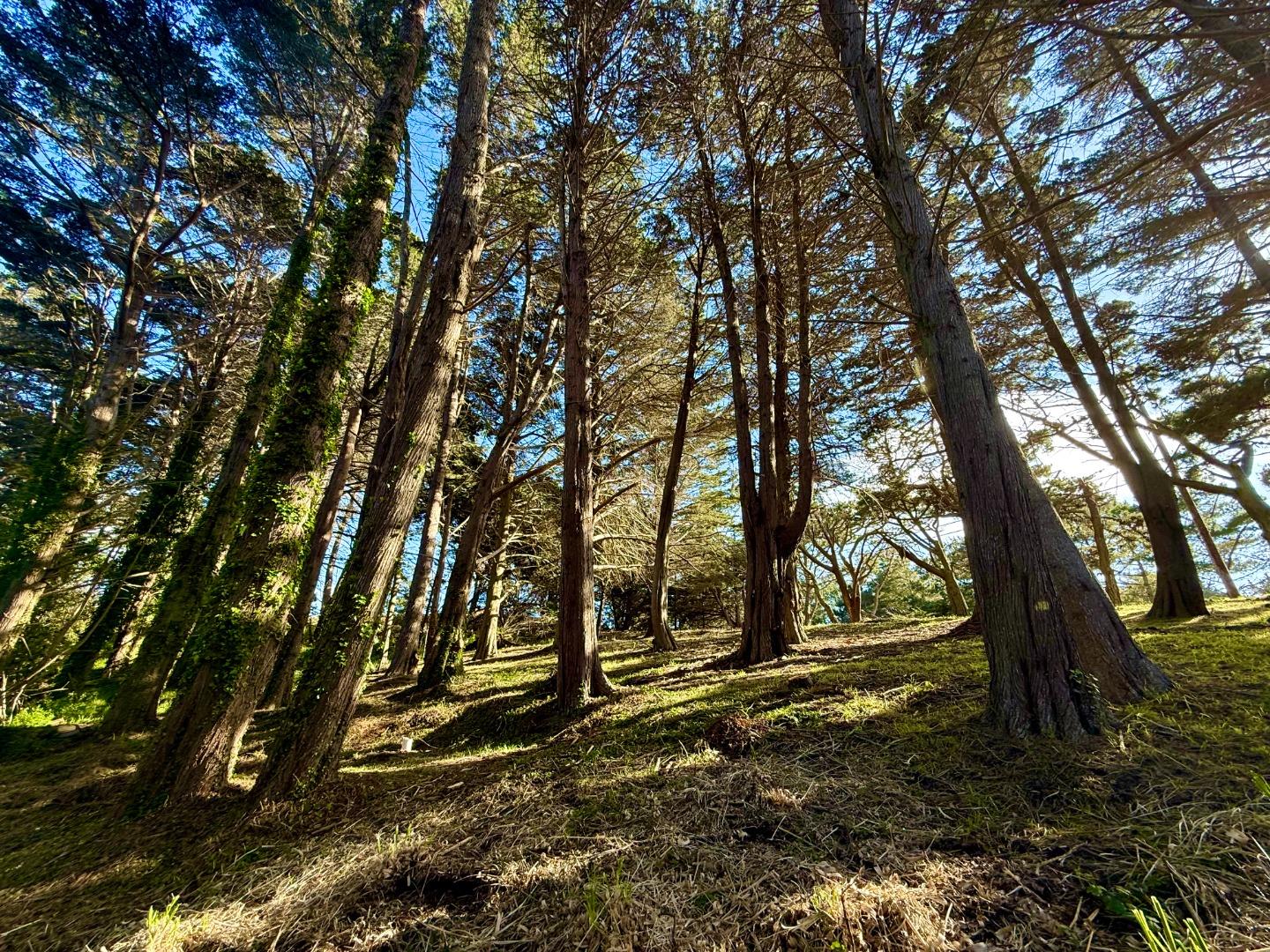 Detail Gallery Image 4 of 6 For 037022250 Carlos, Moss Beach,  CA 94038 - – Beds | – Baths