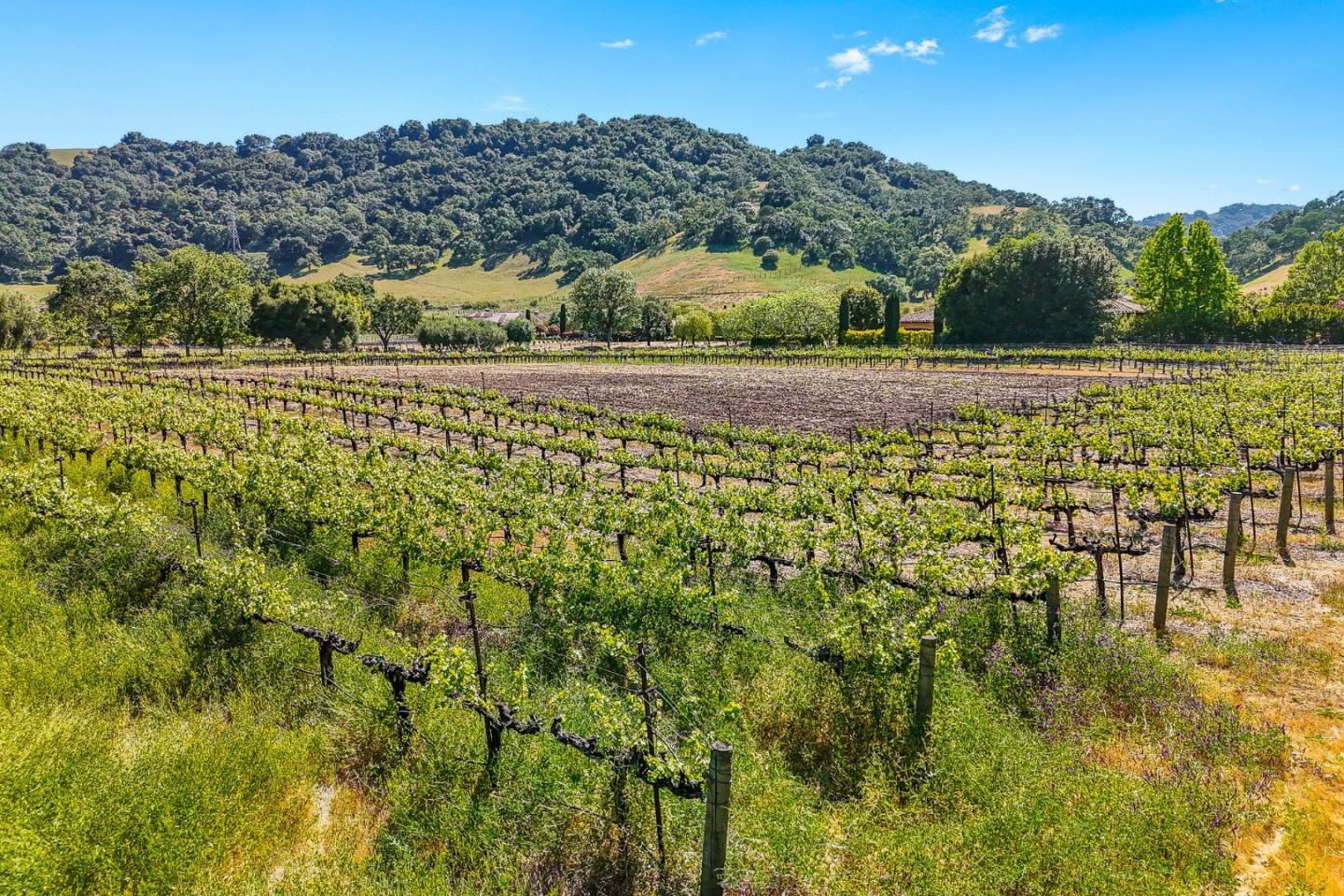 Detail Gallery Image 31 of 38 For 1265 Lions Peak Ln, San Martin,  CA 95046 - – Beds | – Baths