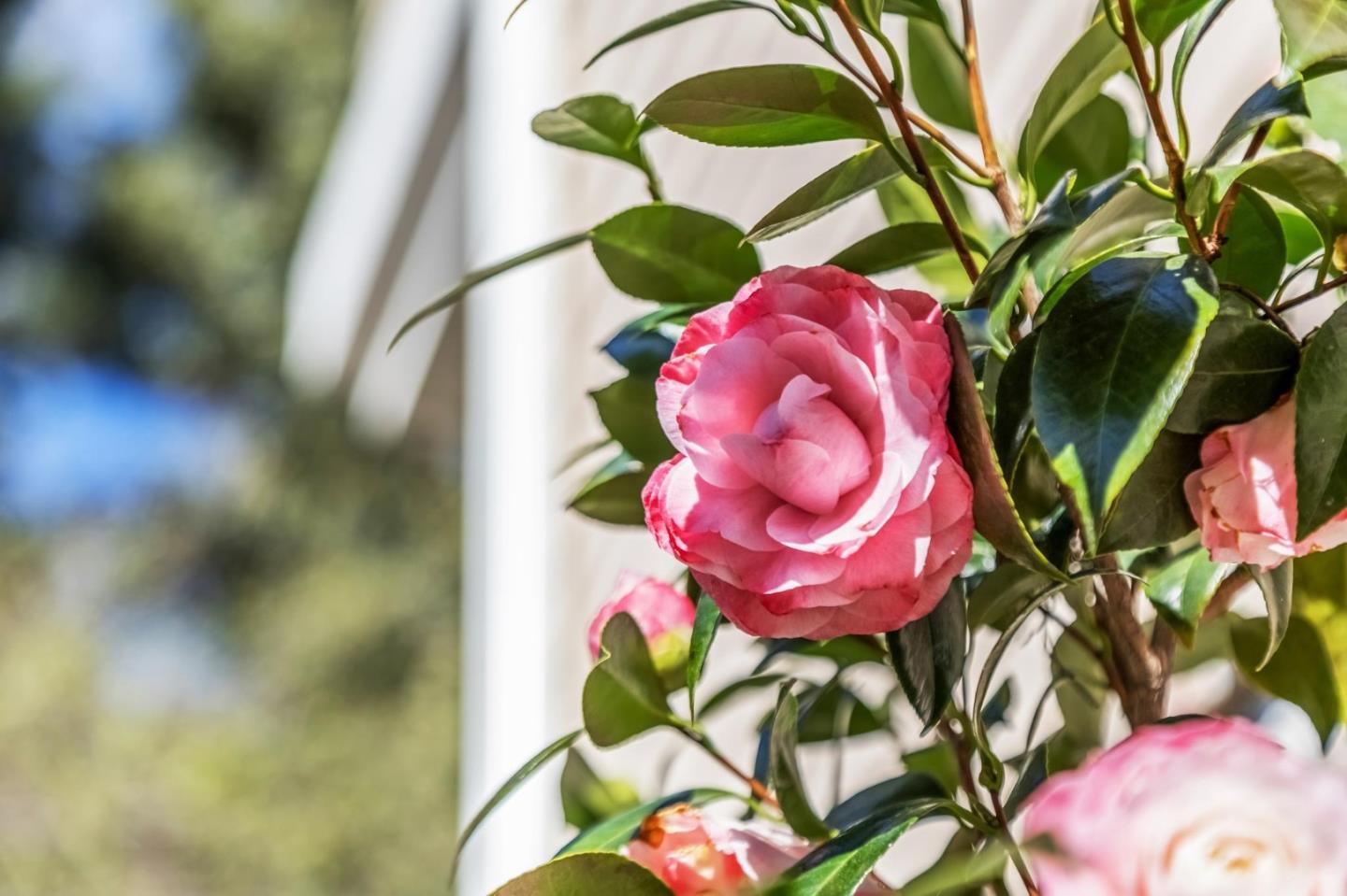 Detail Gallery Image 138 of 161 For 17930 Vineland Ave, Monte Sereno,  CA 95030 - 5 Beds | 5/2 Baths