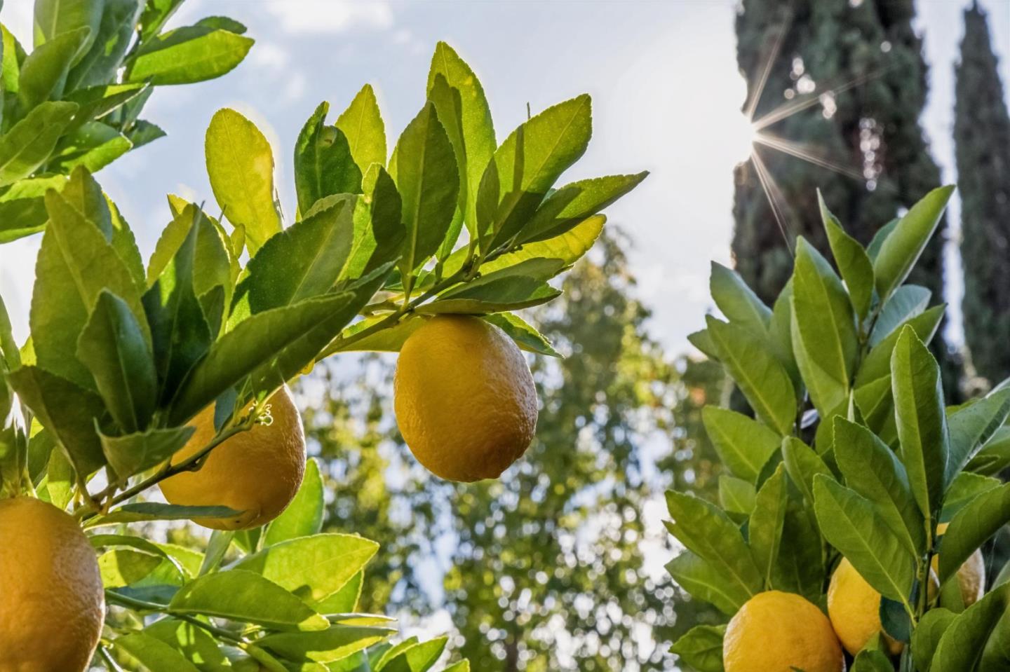 Detail Gallery Image 147 of 161 For 17930 Vineland Ave, Monte Sereno,  CA 95030 - 5 Beds | 5/2 Baths