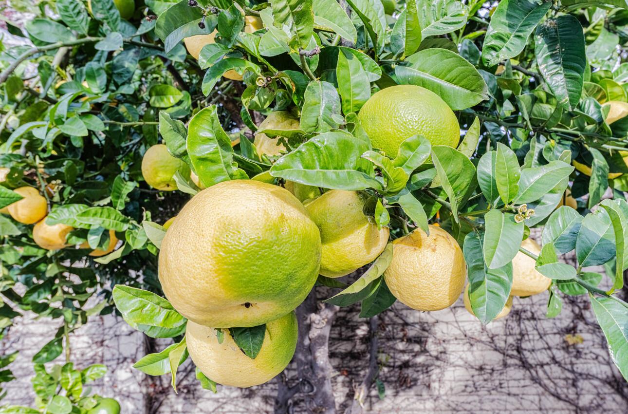 Detail Gallery Image 42 of 43 For 10 Rex Cir, Salinas,  CA 93906 - 5 Beds | 3 Baths