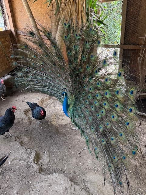 Detail Gallery Image 13 of 31 For 18171 Berta Canyon Rd, Salinas,  CA 93907 - 3 Beds | 3/1 Baths