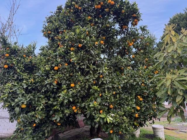 Detail Gallery Image 18 of 31 For 18171 Berta Canyon Rd, Salinas,  CA 93907 - 3 Beds | 3/1 Baths