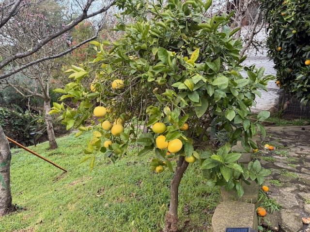 Detail Gallery Image 19 of 31 For 18171 Berta Canyon Rd, Salinas,  CA 93907 - 3 Beds | 3/1 Baths