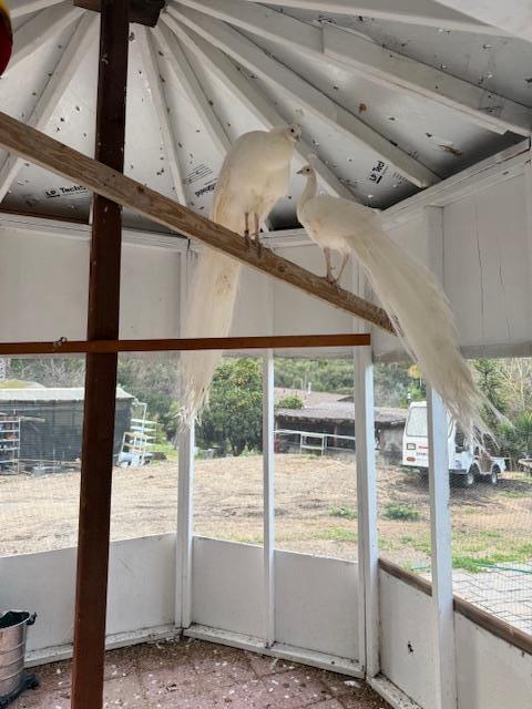 Detail Gallery Image 21 of 31 For 18171 Berta Canyon Rd, Salinas,  CA 93907 - 3 Beds | 3/1 Baths