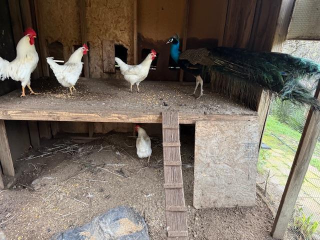 Detail Gallery Image 23 of 31 For 18171 Berta Canyon Rd, Salinas,  CA 93907 - 3 Beds | 3/1 Baths