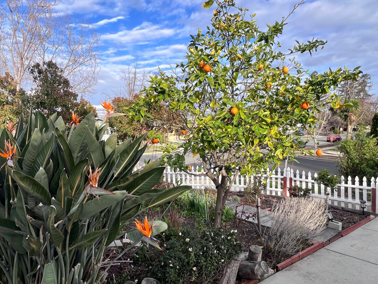 Detail Gallery Image 16 of 17 For 801 Betlin Ave, Cupertino,  CA 95014 - 3 Beds | 2 Baths