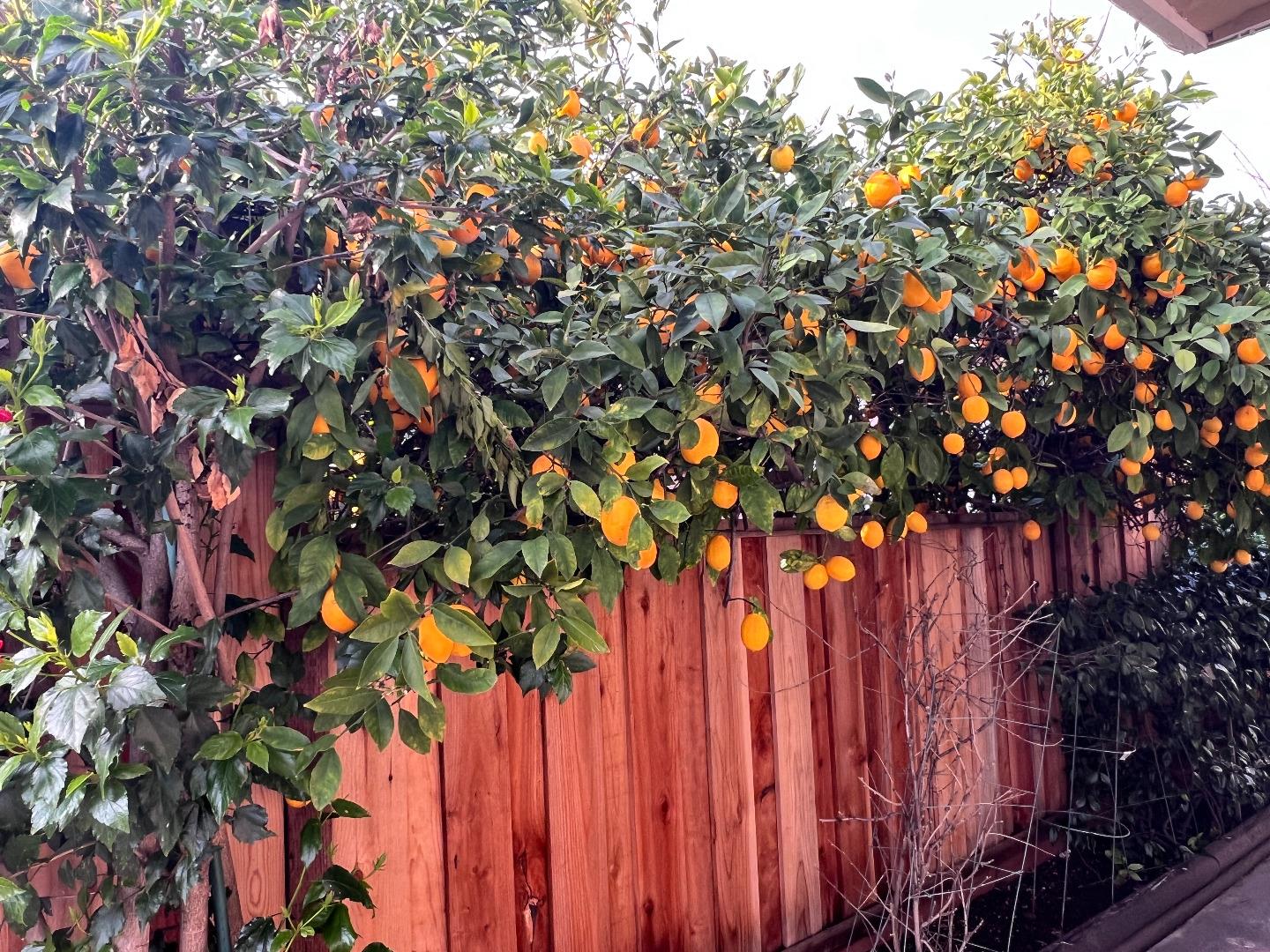 Detail Gallery Image 17 of 17 For 801 Betlin Ave, Cupertino,  CA 95014 - 3 Beds | 2 Baths