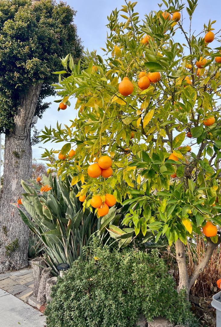 Detail Gallery Image 6 of 17 For 801 Betlin Ave, Cupertino,  CA 95014 - 3 Beds | 2 Baths