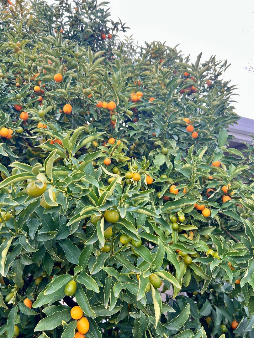 Detail Gallery Image 7 of 17 For 801 Betlin Ave, Cupertino,  CA 95014 - 3 Beds | 2 Baths