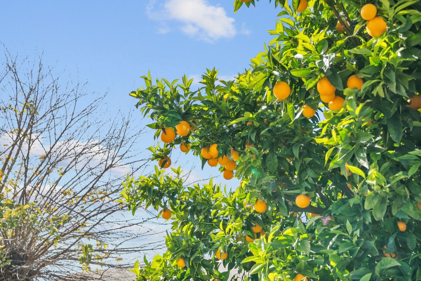 Detail Gallery Image 35 of 56 For 4117 Gion Ave, San Jose,  CA 95127 - 2 Beds | 1 Baths