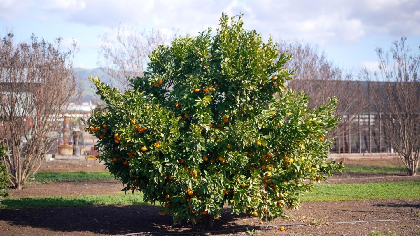 Detail Gallery Image 48 of 50 For 730 Lepa Ct, Gilroy,  CA 95020 - 4 Beds | 3 Baths