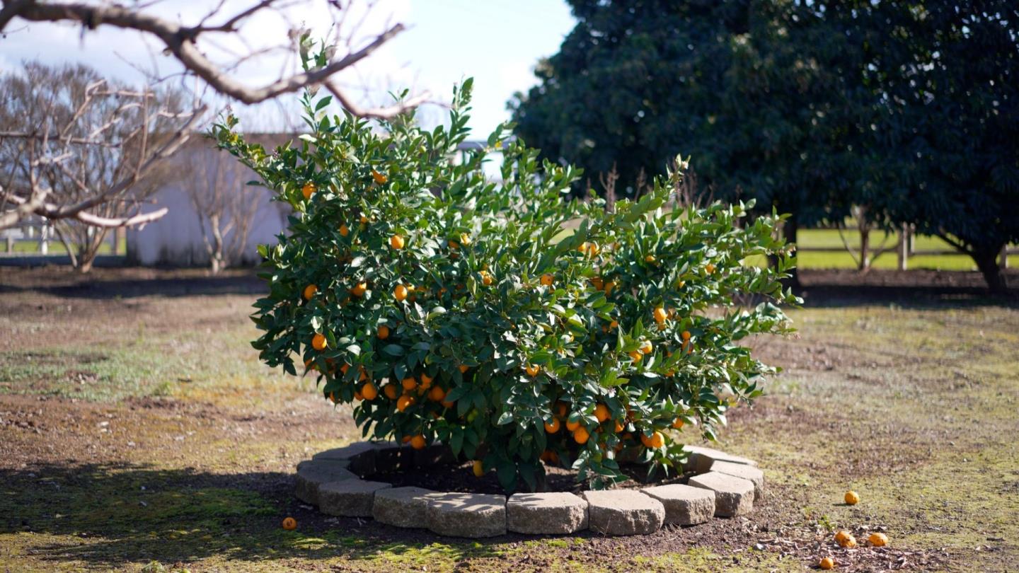 Detail Gallery Image 50 of 50 For 730 Lepa Ct, Gilroy,  CA 95020 - 4 Beds | 3 Baths