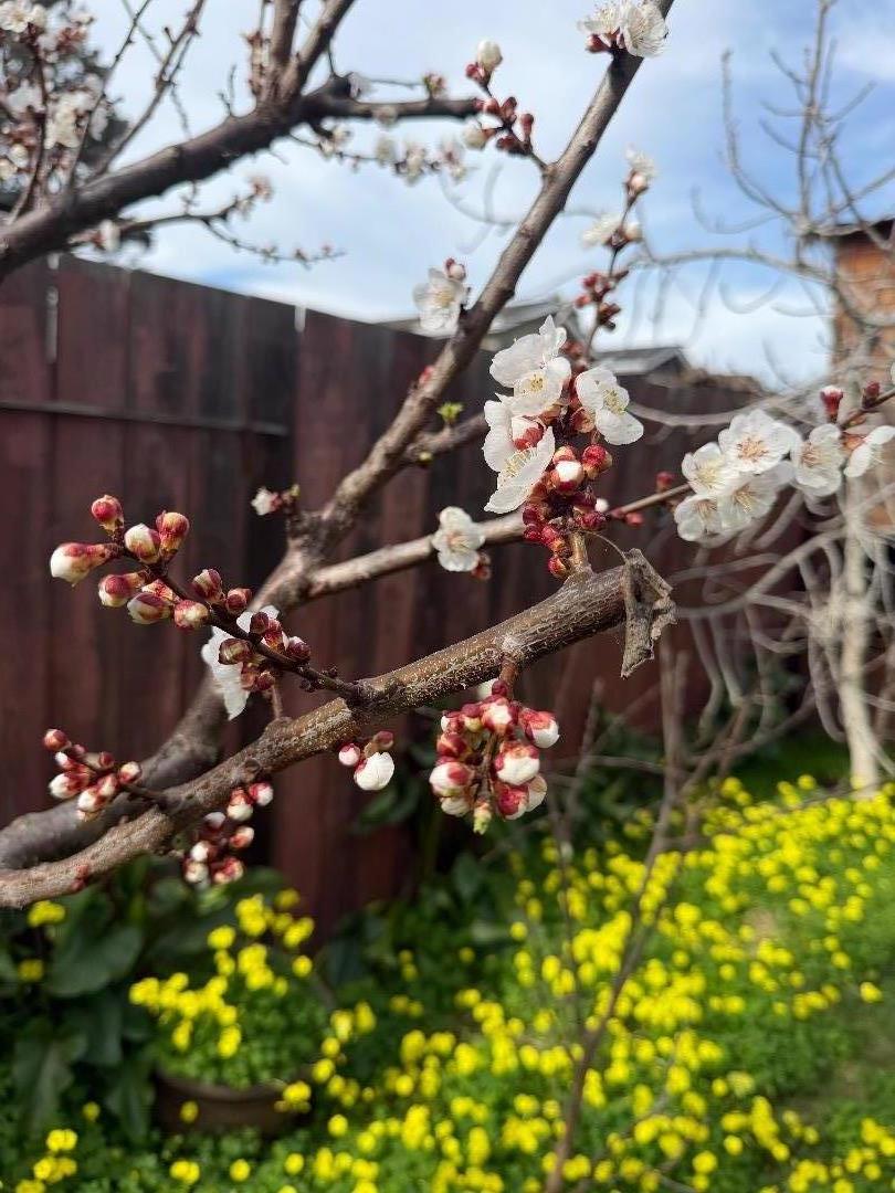 Detail Gallery Image 18 of 18 For 140 S Rengstorff Ave, Mountain View,  CA 94040 - 3 Beds | 2 Baths