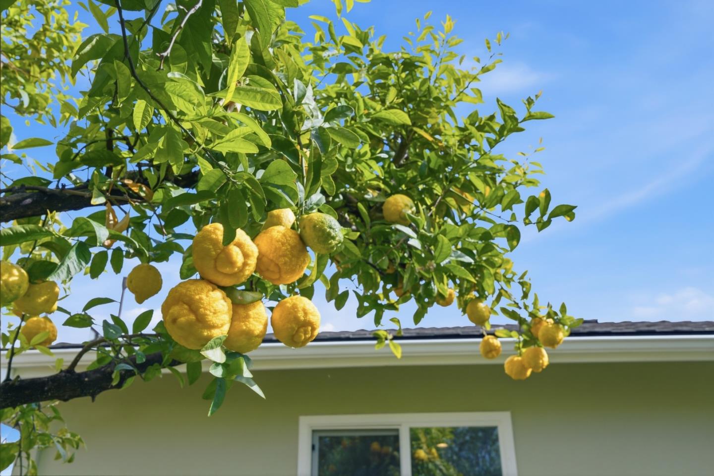 Detail Gallery Image 34 of 54 For 2115 Clarke Ave, East Palo Alto,  CA 94303 - 3 Beds | 1/1 Baths