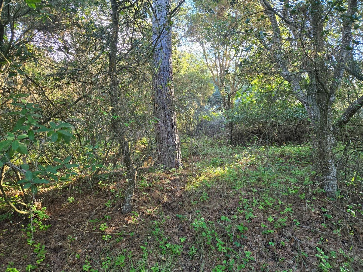 Detail Gallery Image 21 of 29 For 0 Paradise Rd, Salinas,  CA 93907 - – Beds | – Baths