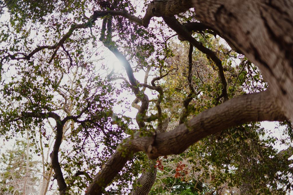 Photo #35: ML82036080 Listing: Photo #35