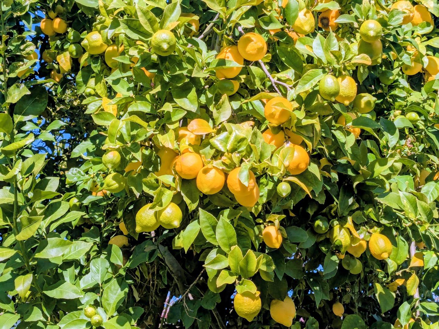 Detail Gallery Image 41 of 52 For 34839 Clover St, Union City,  CA 94587 - 4 Beds | 2 Baths