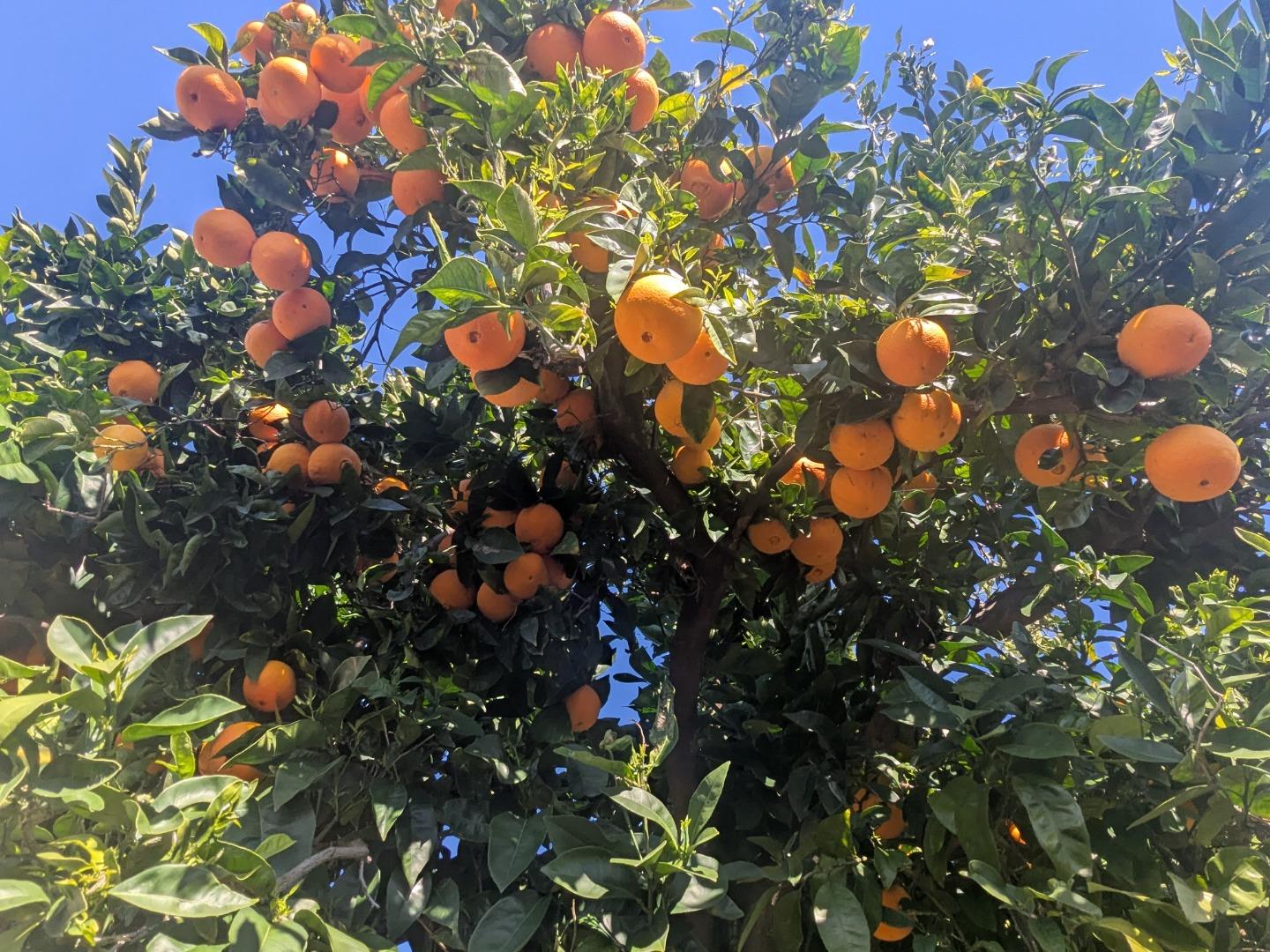 Detail Gallery Image 42 of 52 For 34839 Clover St, Union City,  CA 94587 - 4 Beds | 2 Baths