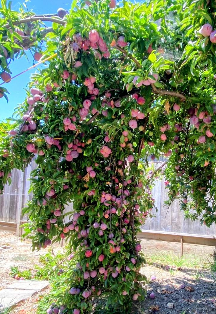 Detail Gallery Image 43 of 52 For 34839 Clover St, Union City,  CA 94587 - 4 Beds | 2 Baths