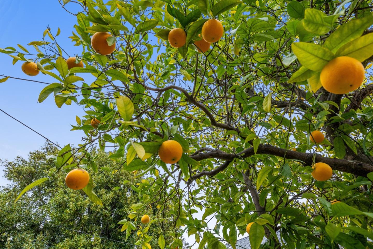 Detail Gallery Image 48 of 62 For 2018 Monroe Ave, Belmont,  CA 94002 - 3 Beds | 1 Baths