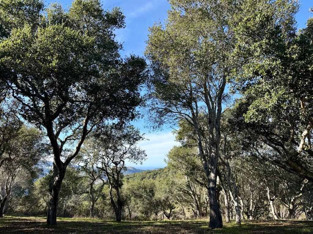653 South Street, Hollister, CA, 95023