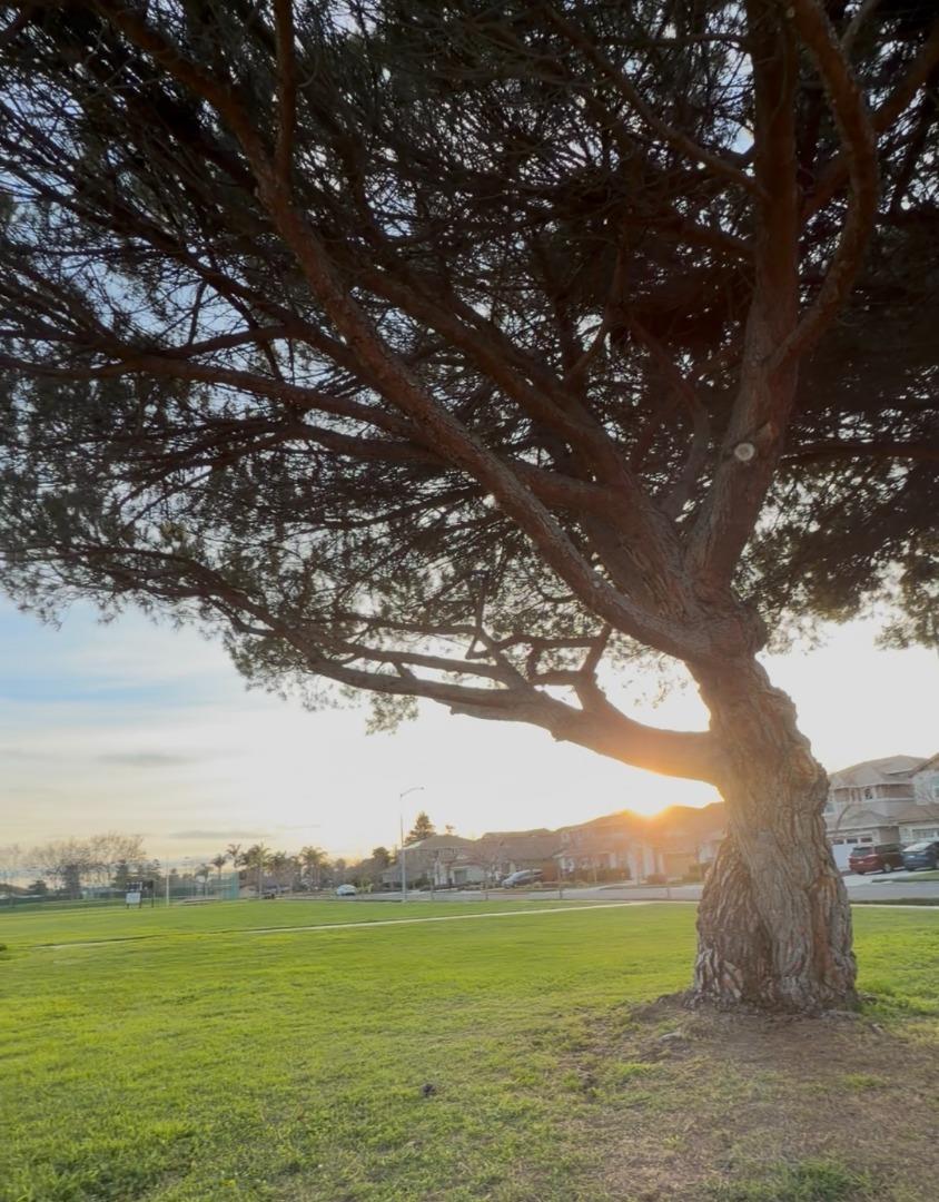 Detail Gallery Image 64 of 66 For 4513 Birchwood Ct, Union City,  CA 94587 - 3 Beds | 2 Baths