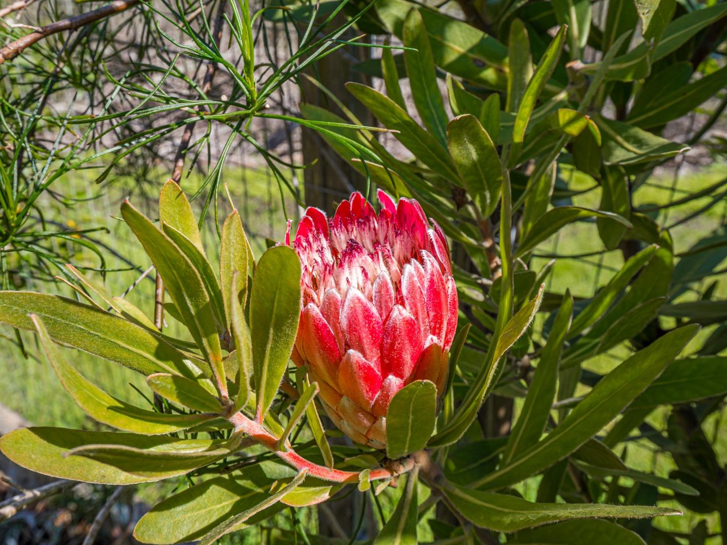 Detail Gallery Image 63 of 80 For 230 Rosemarie Ct, Aptos,  CA 95003 - 3 Beds | 2/1 Baths