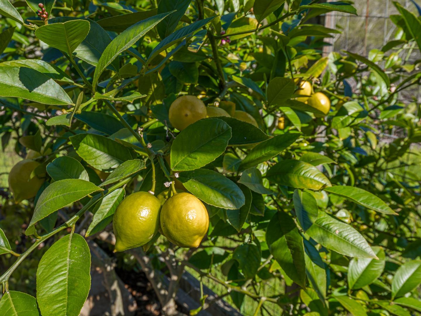 Detail Gallery Image 64 of 80 For 230 Rosemarie Ct, Aptos,  CA 95003 - 3 Beds | 2/1 Baths