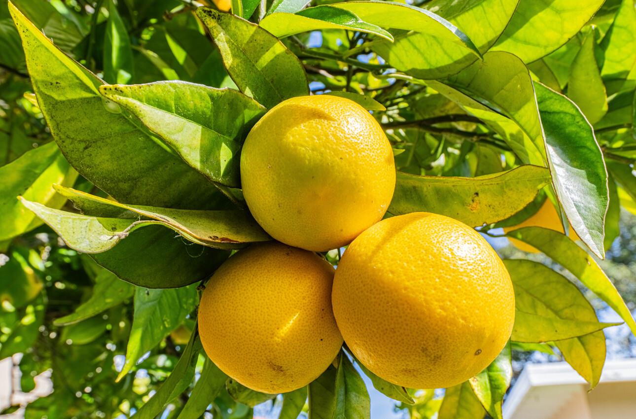 Detail Gallery Image 36 of 39 For 89 via Descanso, Monterey,  CA 93940 - 2 Beds | 2 Baths