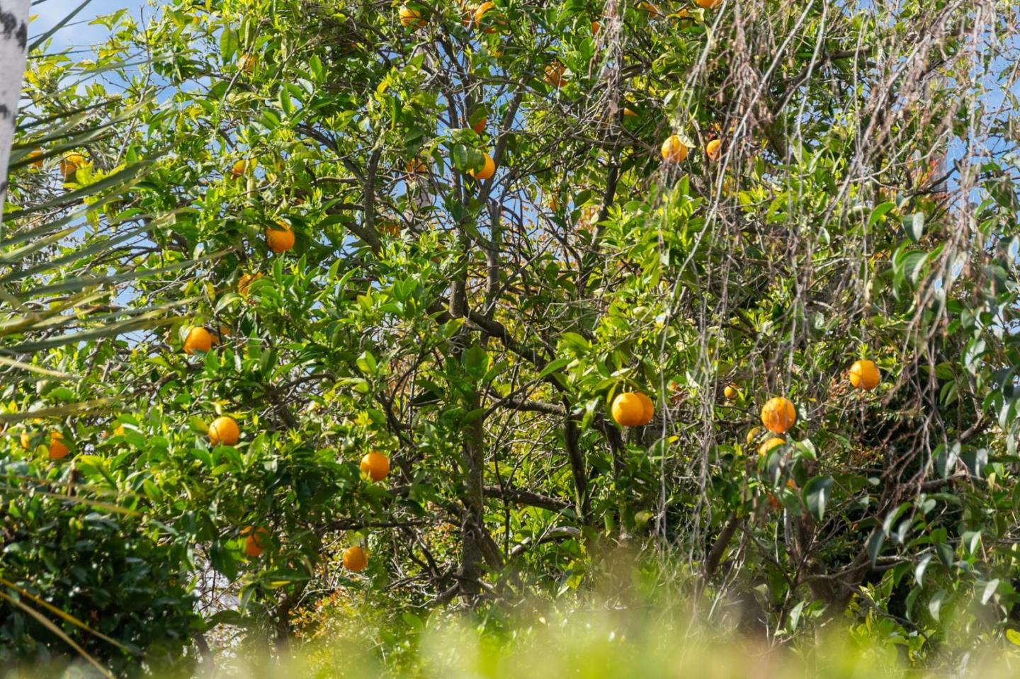Detail Gallery Image 53 of 65 For 12135 Country Squire Way, Saratoga,  CA 95070 - 4 Beds | 2 Baths