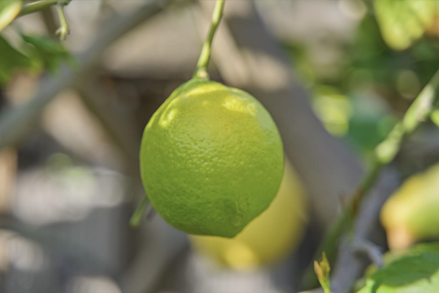 Detail Gallery Image 50 of 57 For 956 Norin Ct, Campbell,  CA 95008 - 4 Beds | 2/1 Baths