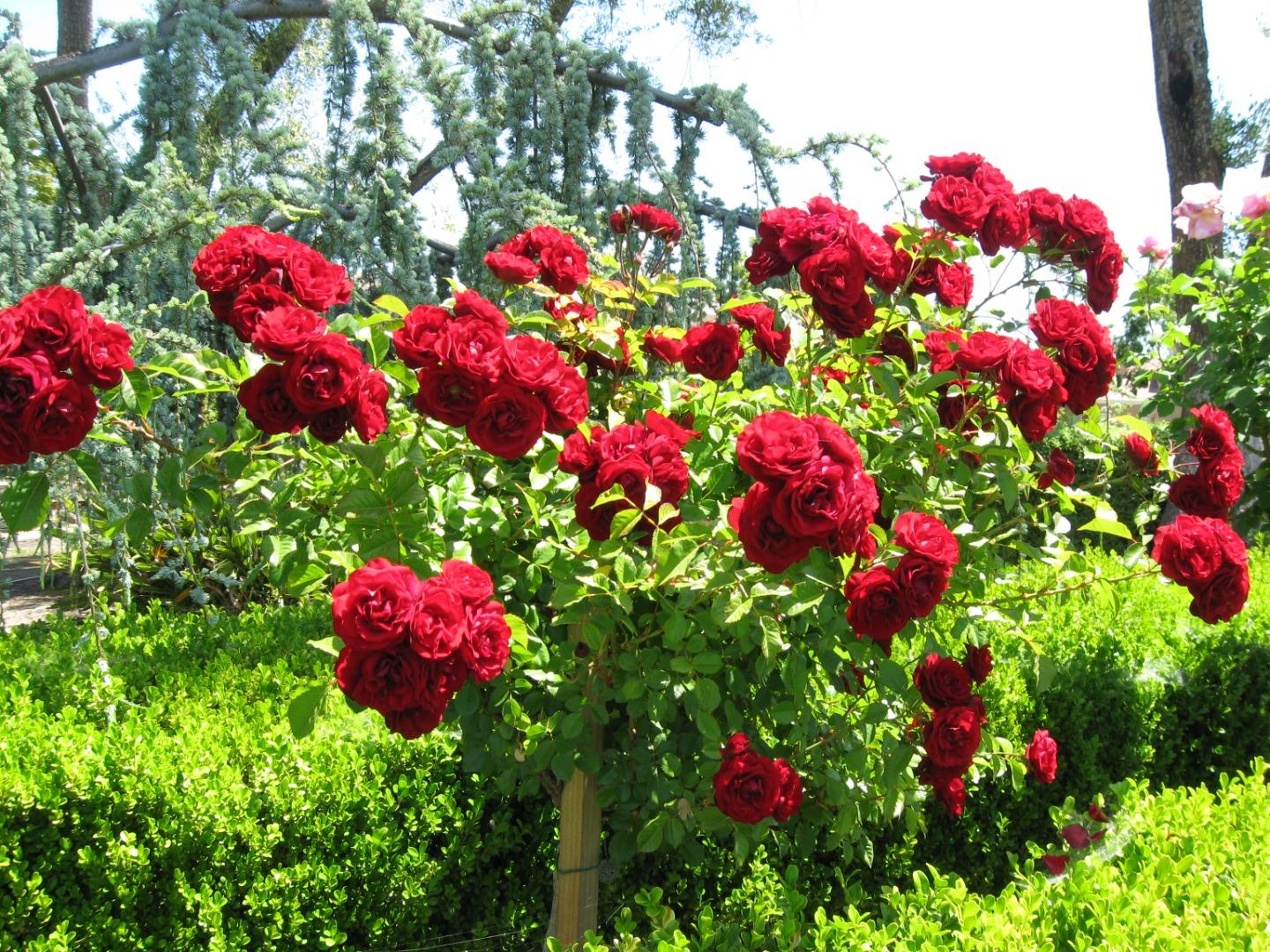 Detail Gallery Image 61 of 65 For 5805 Chambertin Dr, San Jose,  CA 95118 - 3 Beds | 2/1 Baths