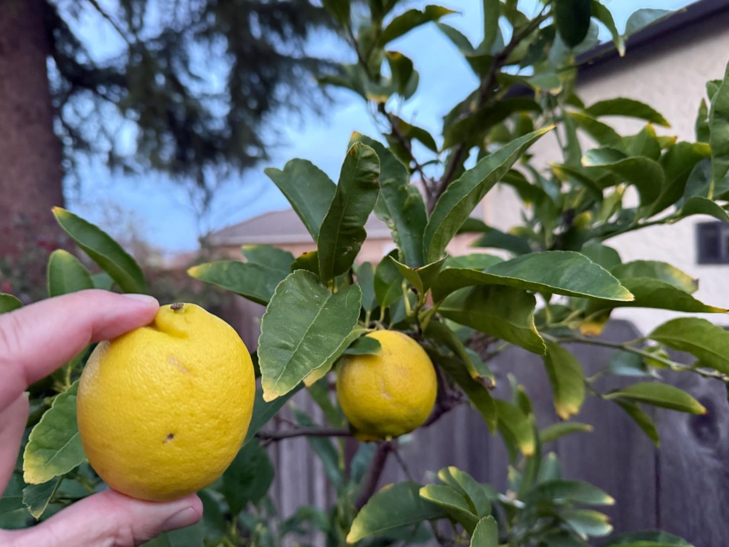 Detail Gallery Image 19 of 19 For 1520 Arkell Rd, Walnut Creek,  CA 94598 - 4 Beds | 2 Baths