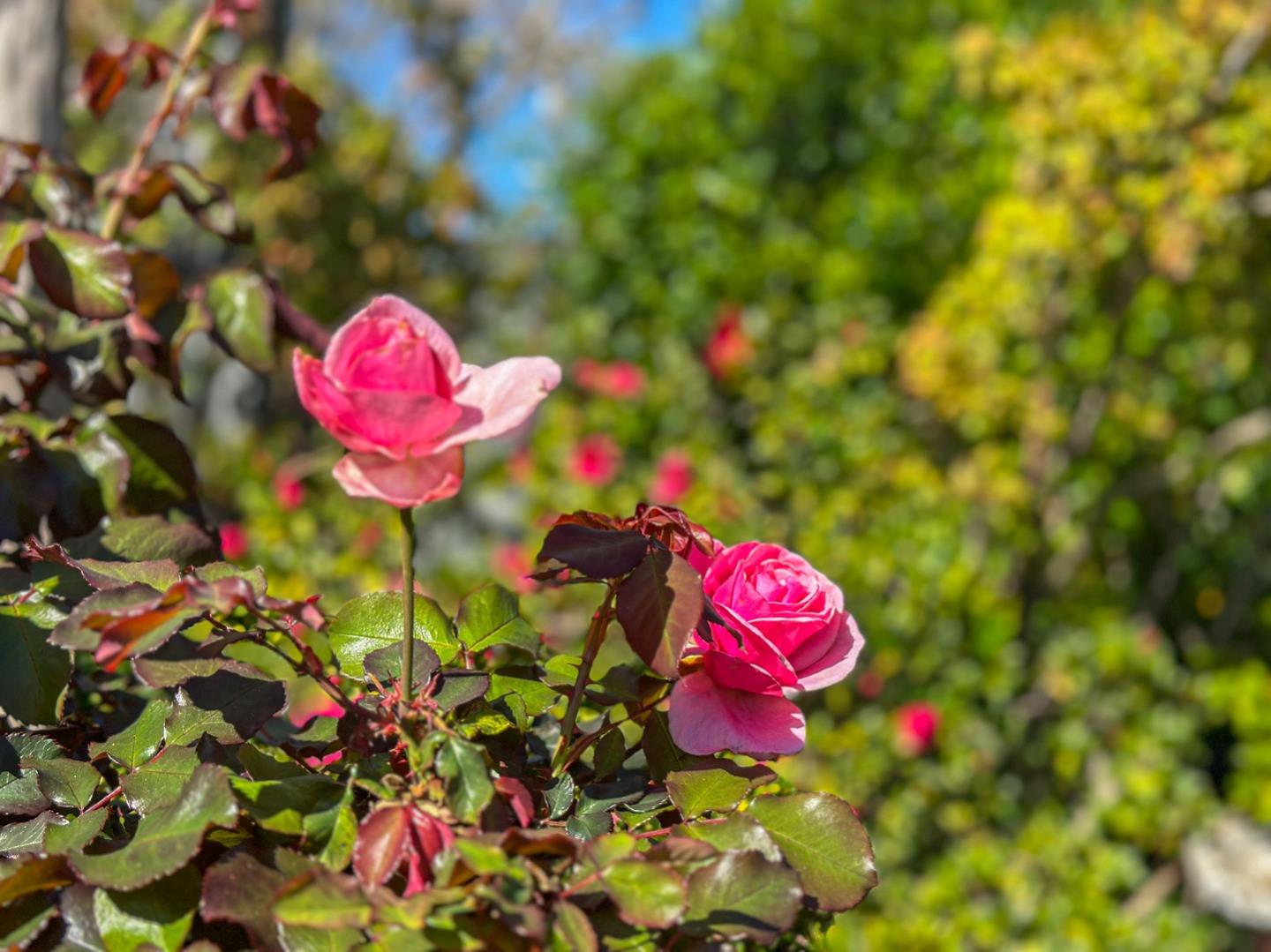 Detail Gallery Image 49 of 54 For 17981 Rose Ct, Monte Sereno,  CA 95030 - 3 Beds | 2 Baths