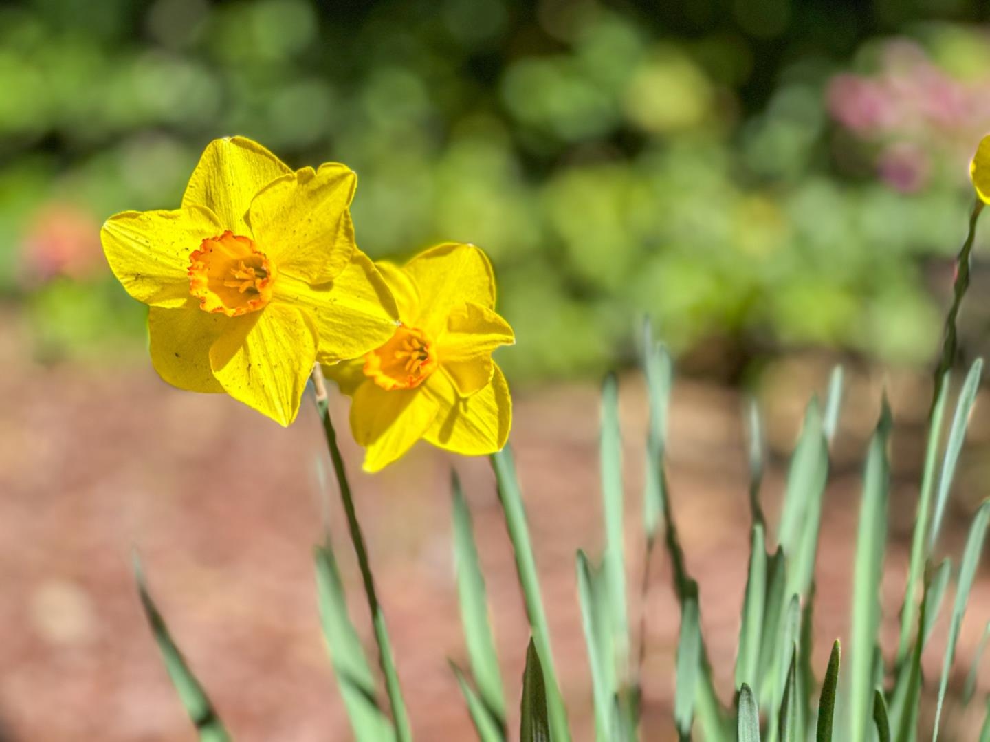 Detail Gallery Image 53 of 54 For 17981 Rose Ct, Monte Sereno,  CA 95030 - 3 Beds | 2 Baths