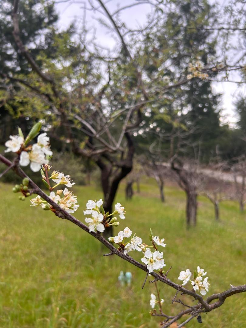 Detail Gallery Image 41 of 46 For 125 Mcgivern Way, Santa Cruz,  CA 95060 - 4 Beds | 3 Baths