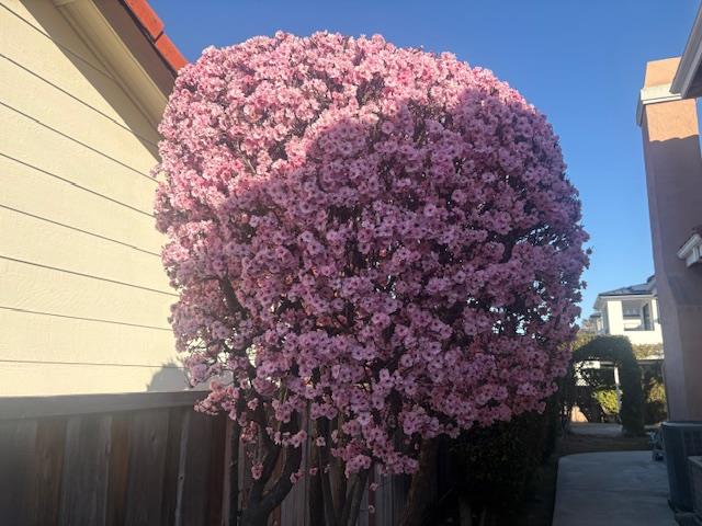 Detail Gallery Image 71 of 72 For 21031 Hazelbrook Dr, Cupertino,  CA 95014 - 6 Beds | 3/1 Baths