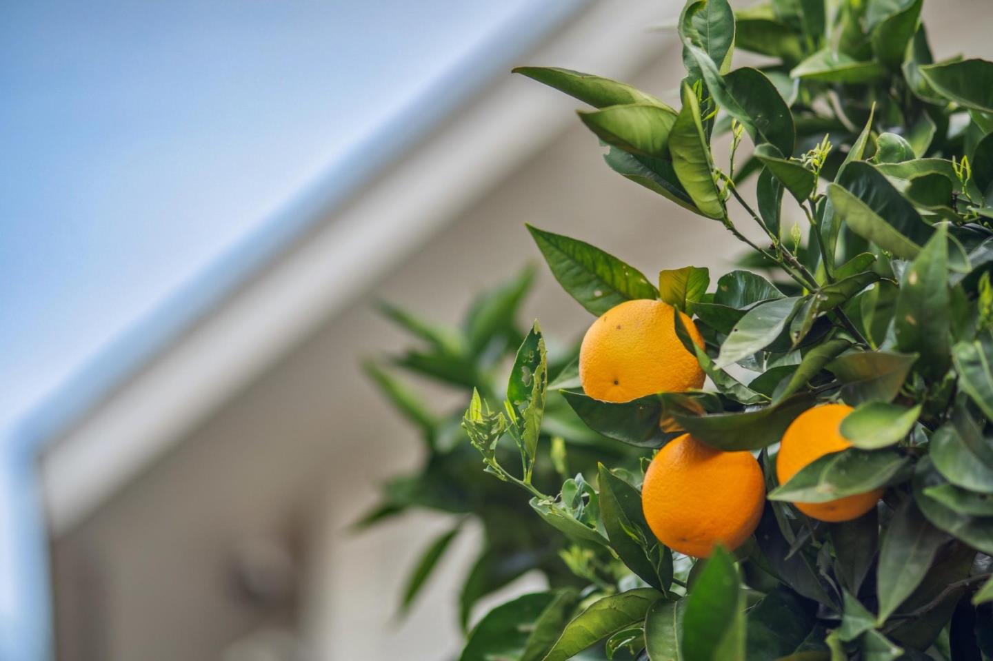 Detail Gallery Image 39 of 72 For 174 Villa Ave, Los Gatos,  CA 95030 - 3 Beds | 3/1 Baths