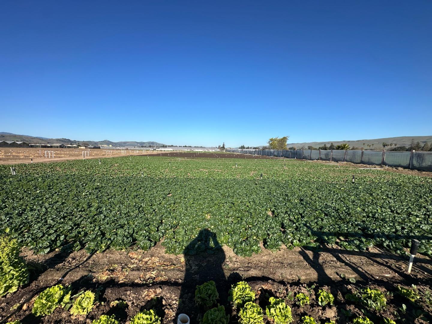 Detail Gallery Image 10 of 22 For 155 San Bruno Ave, Morgan Hill,  CA 95037 - – Beds | – Baths