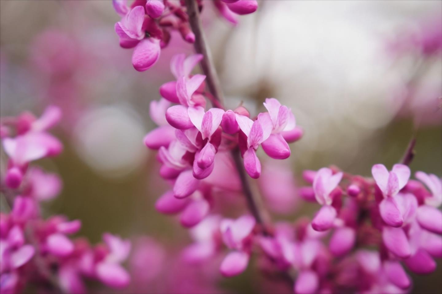 Detail Gallery Image 42 of 49 For 1784 Kimberly Dr, Sunnyvale,  CA 94087 - 3 Beds | 2 Baths