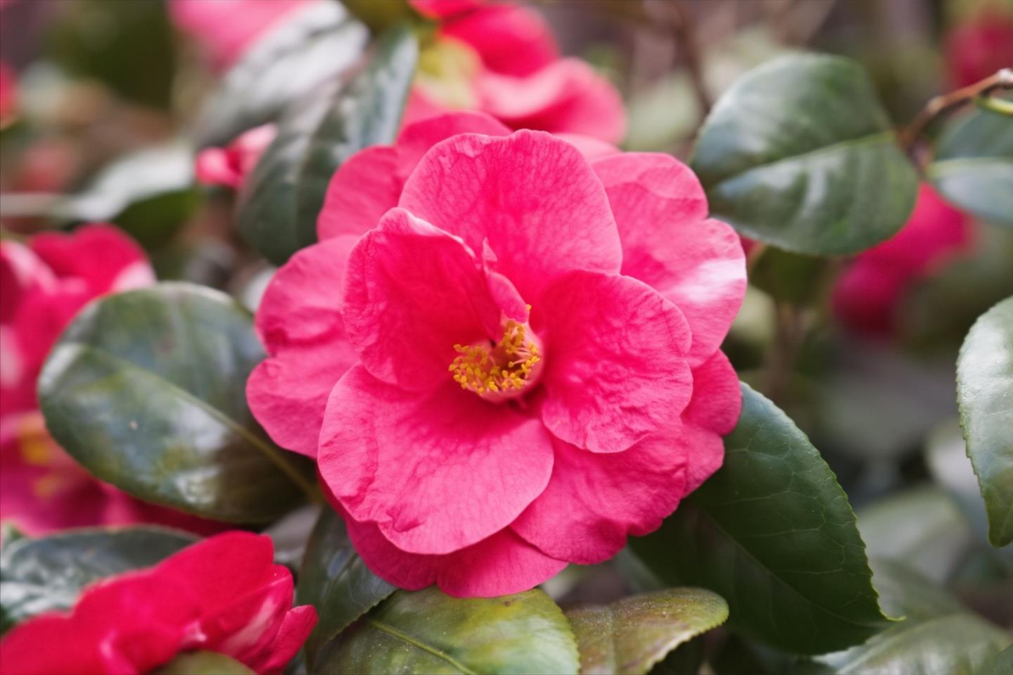 Detail Gallery Image 43 of 49 For 1784 Kimberly Dr, Sunnyvale,  CA 94087 - 3 Beds | 2 Baths