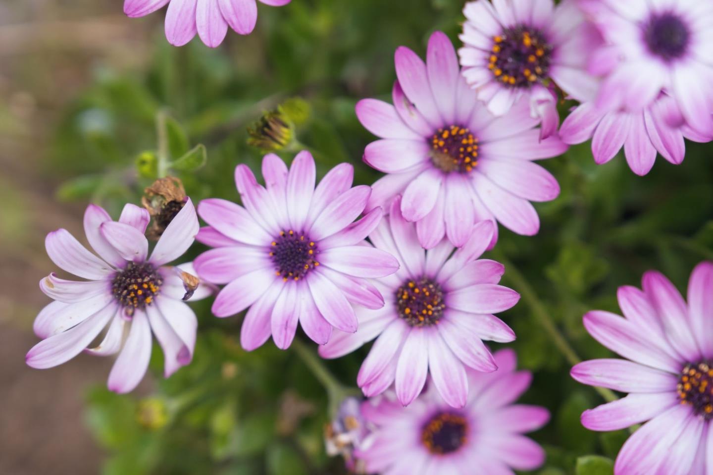 Detail Gallery Image 44 of 49 For 1784 Kimberly Dr, Sunnyvale,  CA 94087 - 3 Beds | 2 Baths