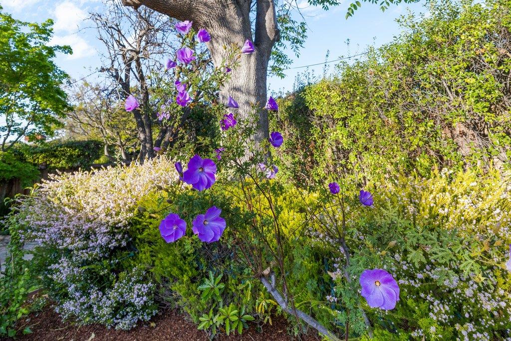 Detail Gallery Image 62 of 63 For 1484 Kingfisher Way, Sunnyvale,  CA 94087 - 3 Beds | 2 Baths