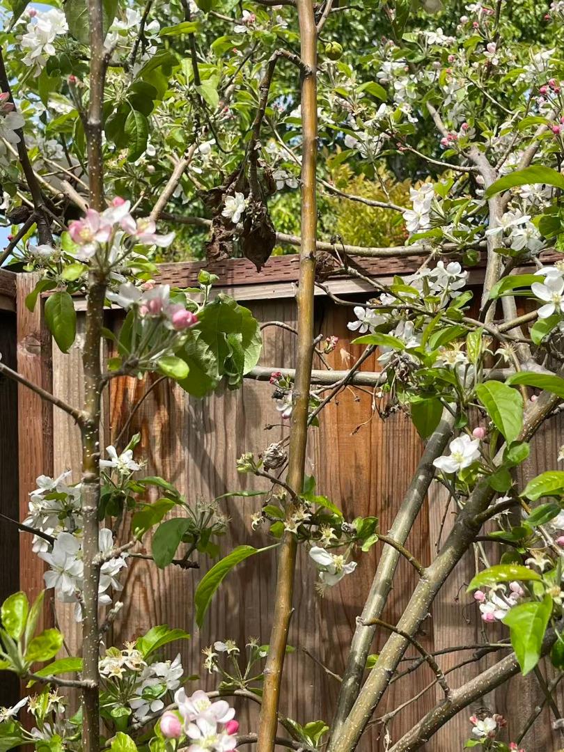 Detail Gallery Image 76 of 84 For 757 Salt Lake Dr, San Jose,  CA 95133 - 4 Beds | 3 Baths