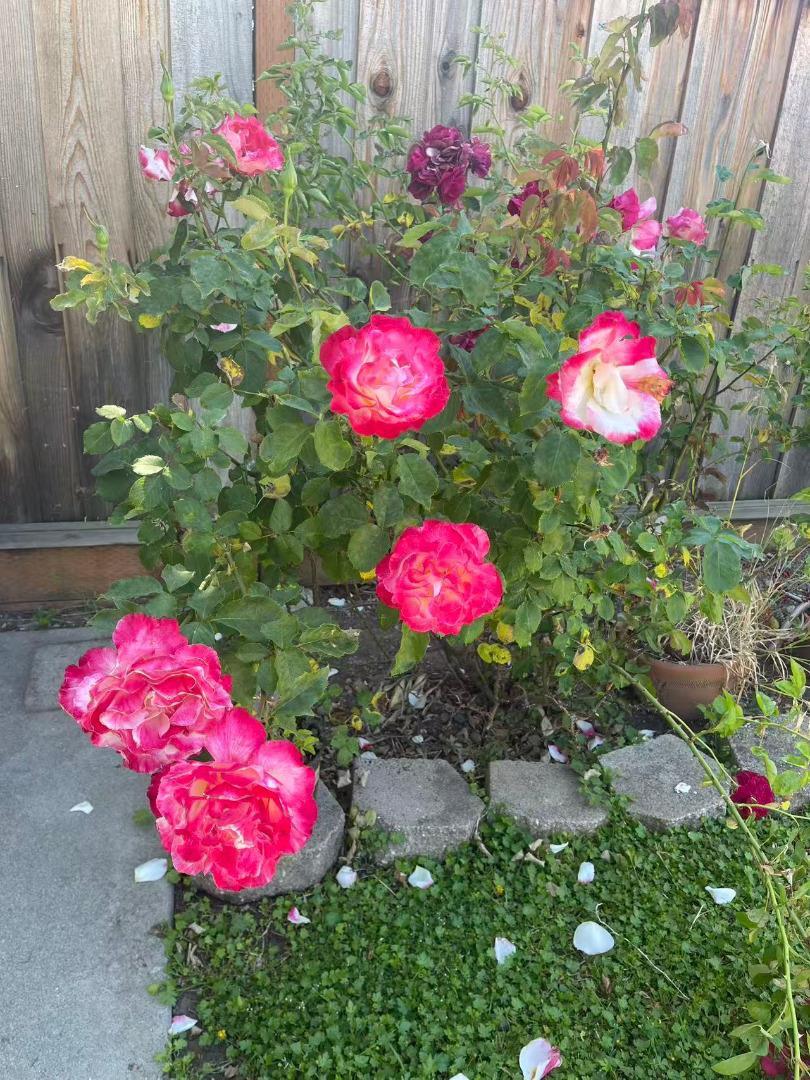 Detail Gallery Image 77 of 84 For 757 Salt Lake Dr, San Jose,  CA 95133 - 4 Beds | 3 Baths