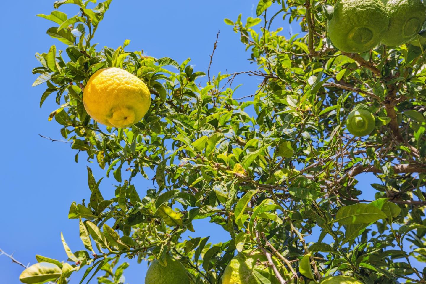 Detail Gallery Image 77 of 77 For 1372 Marlin Ave, Foster City,  CA 94404 - 5 Beds | 2 Baths