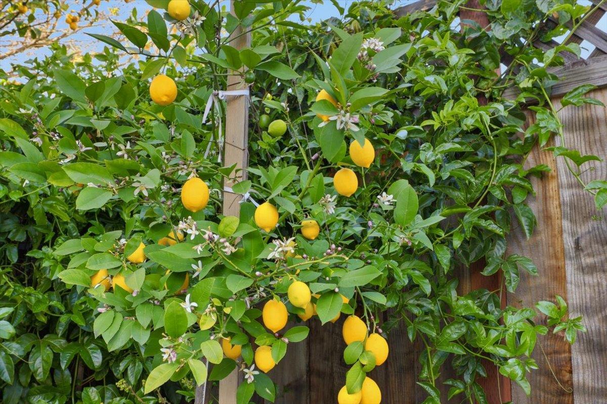 Detail Gallery Image 12 of 43 For 700 Chiquita Ave #19,  Mountain View,  CA 94041 - 2 Beds | 2/1 Baths